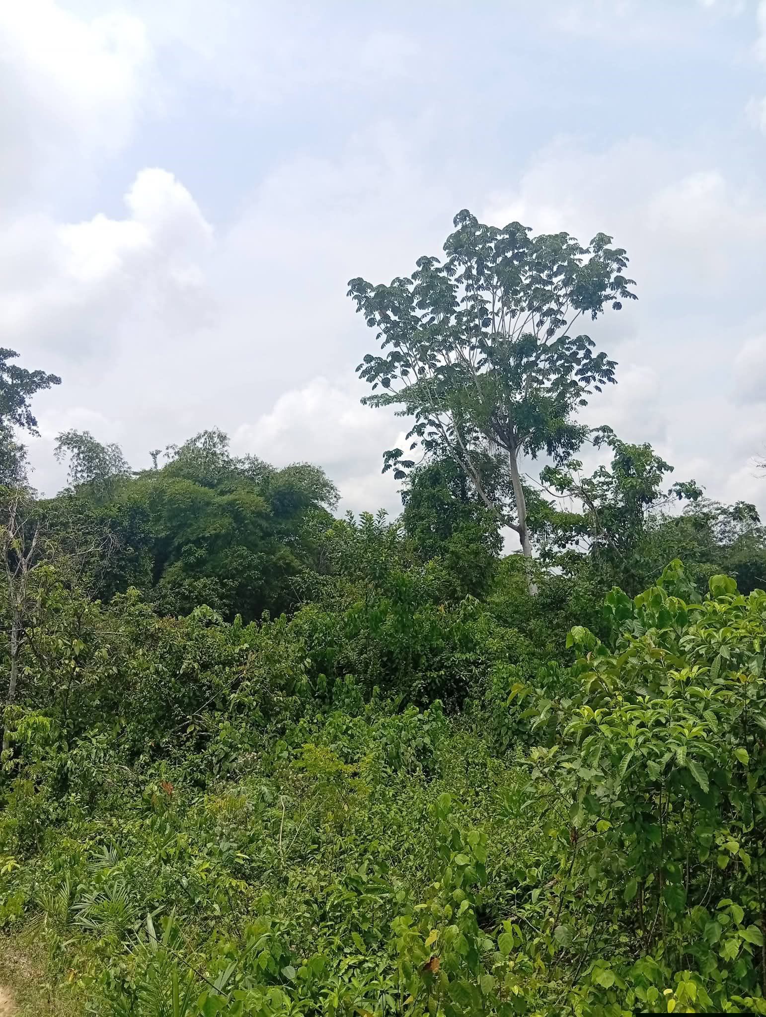 🚜 PÉPITE AGRICOLE À 45 MIN D'ABIDJAN